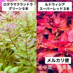 12【ロタラマクランドラグリーン5本、ルドウィジアスーパーレッド3本】水中葉