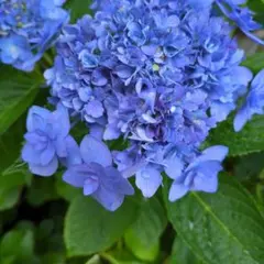 【花苗】紫陽花　レイ　お花付き　タグ付き正規品　大栄花園　メルカリ便発送 紫陽花 アジサイ レイ Ray ブルー 大栄花園 5号鉢 花苗 - メルカリ