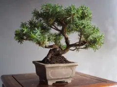 伊勢杜松模様樹小品盆栽_いせとしょうしょう_イセトショウショウヒン