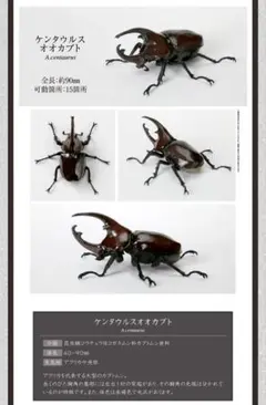 いきもの大図鑑 かぶとむし05 ケンタウルスオオカブト 後羽パーツ付 ガシャポン