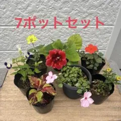 【現品】夏〜秋を彩る花苗 7ポットセット（インパチェンス・グロキシニア等）のサムネイル
