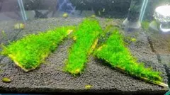 ⋆౨ৎ゜⟡.  プロフ必読様 リクエスト 2点 まとめ商品