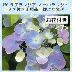 【花苗】PW正規品　ラグランジア　オーロランジュ　花付き　タグ付き鉢毎発送　7のサムネイル