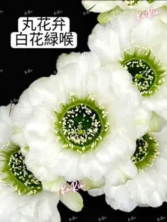 52-天使 超希少 新品種花サボテン エキノプシス属花10−12cm カキコ