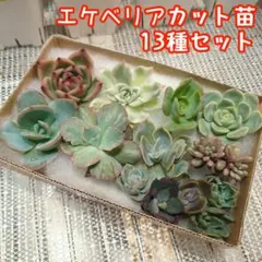 2026年最新】紫水晶 多肉の人気アイテム - メルカリ