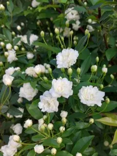 2026年最新】モッコウバラの人気アイテム - メルカリ