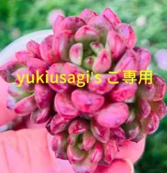 yukiusagi's ご専用　工房ゆっくり製作様 リクエスト 2点 まとめ商品