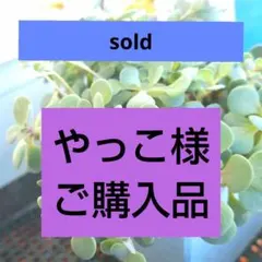 2025年最新】サンスパークラーの人気アイテム - メルカリ