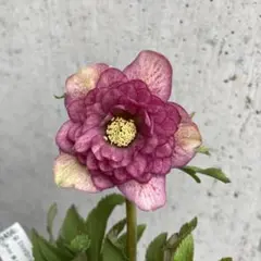 2026年最新】クリスマスローズ 開花株の人気アイテム - メルカリ