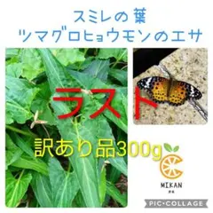 2025年最新】ツマグロヒョウモン 餌の人気アイテム - メルカリ