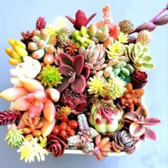 多肉植物　寄せ植えセット　カット苗　アトランティス　恋心　メルカリ便のサムネイル