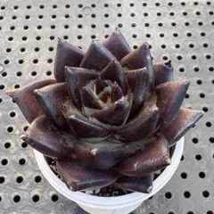 nokoko様 リクエスト 2点 まとめ商品