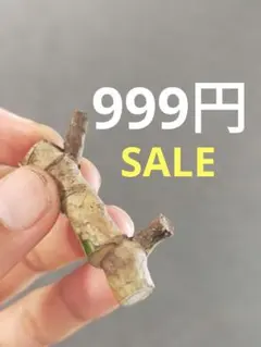 999SALE【N16】斑入りモンステラ ホワイトタイガー カット茎 成長点3つのサムネイル