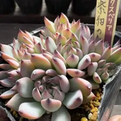 2025年最新】おらいさん苗 紫紺の矢の人気アイテム - メルカリ