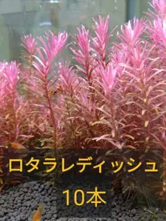 PIKMIN❤︎様 リクエスト 2点 まとめ商品