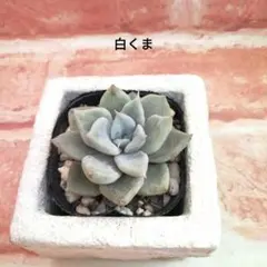 2026年最新】優木園の人気アイテム - メルカリ