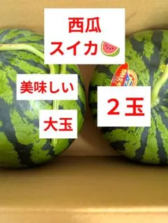 最高に美味い！熊本産【肥後漫遊】秀品特大4L2玉19-21kg箱込 かめ屋 