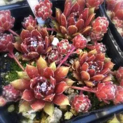 Haullauer'sSeedling１つセンペルビウム多肉植物のサムネイル
