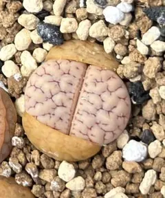 kamekichinosuke3様 リクエスト 2点 まとめ商品