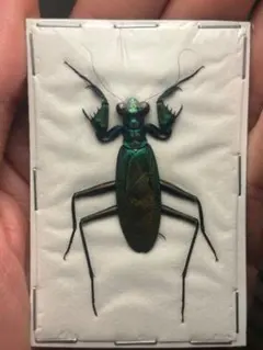 2026年最新】ケンランカマキリの人気アイテム - メルカリ