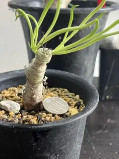 チレコドン　レティキュラータス　No.001　鉢、送料込　メルカリ便 チレコドン レティキュラータス No.001 鉢、送料込 メルカリ便