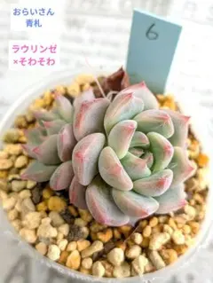2026年最新】多肉植物ラウリンゼ×そわそわの人気アイテム - メルカリ