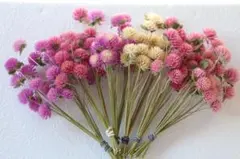 千日紅茎付き濃いめのピンク系＆白５色 120本★ドライ