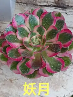 アエオニウム 香妃錦 カット1苗 - メルカリ
