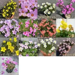 ☆豪華セット☆お買得☆オキザリス　全13種各2個セットのサムネイル