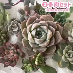 ❷多肉セット　カット苗＆根付き苗　多肉植物