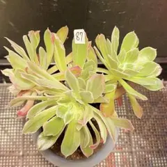 67#観葉植物アエオニウム錦❤️富士雪錦❤️8大小頭18cm 拔き苗 - メルカリ