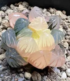 多肉植物　ハオルチア　虹オブツーサ錦　陰陽錦　鮮明錦