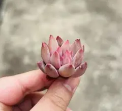 ポノポノ様 リクエスト 2点 まとめ商品