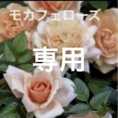 ミニバラ♡テディベア♡3号♡ポットごと宅急便コンパクト - メルカリ