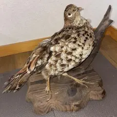 ヤマドリ剥製 壁掛け ヤマドリ剥製 壁掛け - メルカリ