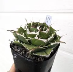 リュー様 リクエスト 2点 まとめ商品