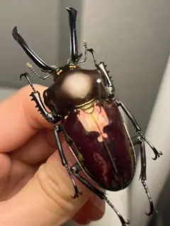 88mm】 フェモラリスツヤクワガタ 昆虫標本 ファブリース