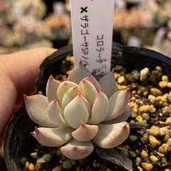 2026年最新】ザラゴーサ SP ノバの人気アイテム - メルカリ