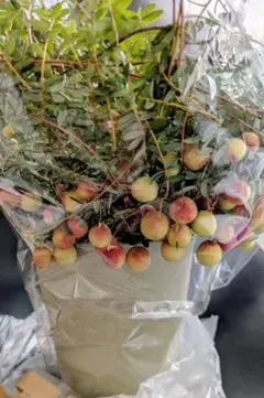 クランベリー 鉢植え 実がたくさんのサムネイル