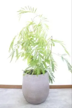 tino様専用 エバーフレッシュ 曲がり仕立て バルーン陶器鉢 植え込み