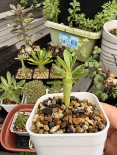 実生⑤パキポディウムアンボンゲンセPachypodium ambongense - メルカリ