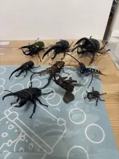Beena ソフト 甲虫王者ムシキング ネブ博士とかずかたちにチャレンジ