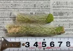 種子1粒 エンセファラルトス ホリダス ドワーフ - メルカリ