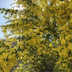 本日発送限り！2箱限定！ パールミモザ！アカシア 90サイズ保水サービス！