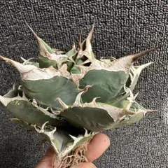 2026年最新】アガベ sad 南アフリカダイヤモンドの人気アイテム - メルカリ