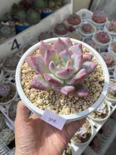 多肉植物　韓国苗　札落ち　発根済み 2026年最新】札落ち韓国苗の人気アイテム - メルカリ