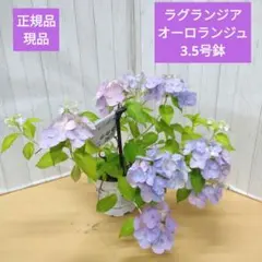 正規品　ラグランジア　オーロランジュ　3.5号鉢のサムネイル