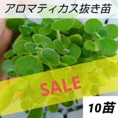 アロマティカス