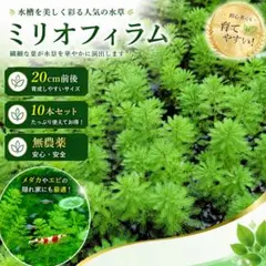 【無農薬】ミリオフィラム 20cm前後 10本セット メダカ ビオトープ 水草のサムネイル