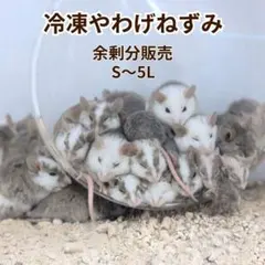 冷凍ヤワゲネズミ16匹 約50～59ｇ送料無料 冷凍ヤワゲネズミS【50g〜59g】 | Pay ID